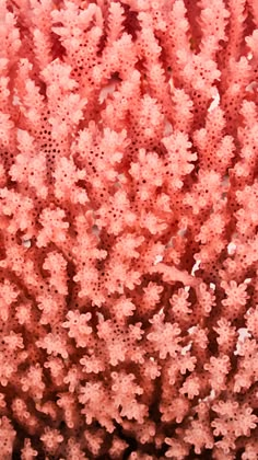 corals are growing on the surface of the ocean floor in this close up photo