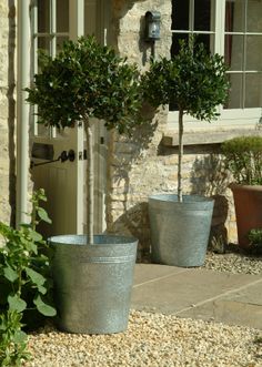 two potted trees in front of a stone building with plants growing out of it