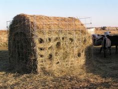 two cows standing next to hay bales in an open field