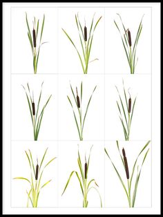 several different types of grass on a white background