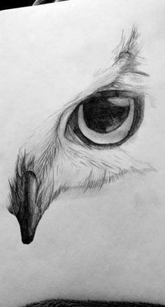 a drawing of an owl's eye is shown in black and white, as if it were drawn on paper