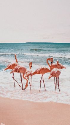 four flamingos are standing in the water at the beach