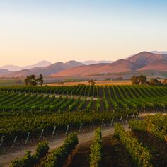 an aerial view of a vineyard with mountains in the background