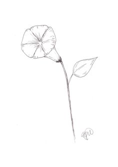 a drawing of a single flower on a white background