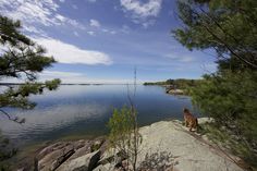 a dog sitting on top of a rock next to the ocean with trees around it