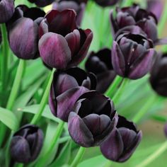 purple and black tulips with green stems in the foreground