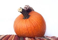 a ferret is sitting on top of a pumpkin