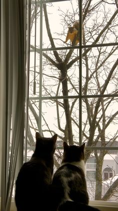 two cats sitting on a window sill looking out at the tree outside and one cat standing up