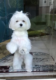 a small white dog standing in front of a glass door with its paws on the ground