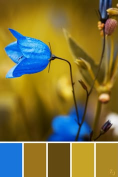 a blue flower with yellow and brown colors in the background is an example of color mixing