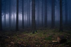 a dark forest filled with lots of trees