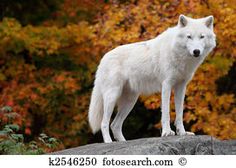 a white wolf standing on top of a rock in front of trees with orange and yellow leaves