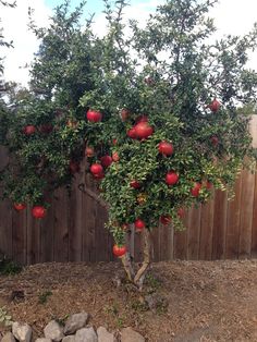 an apple tree with lots of red apples growing on it's branches in front of a wooden fence