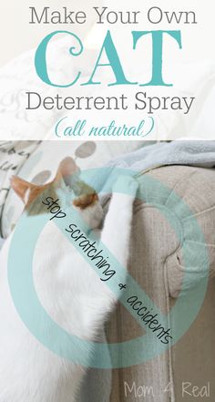 a cat laying on top of a couch with the caption, how to make your own cat deterent spray all natural