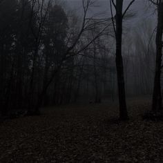 the woods are covered in fog and there is only one tree on the left side