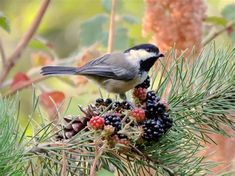 a small bird perched on top of a pine tree branch with berries and cones in it's beak