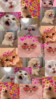 a collage of cats with hearts on their faces