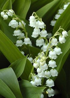 small white flowers with green leaves in the background