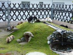 several dogs laying on the grass near a small pond and fenced in area with water