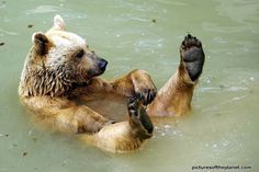 a brown bear swimming in the water with his paws on its back and feet up