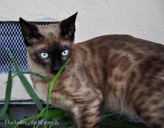 a cat with blue eyes standing in front of some green plants and looking at the camera