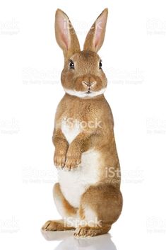 a brown and white rabbit sitting on its hind legs