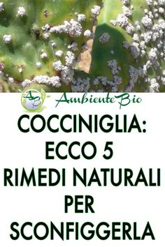 a close up of a plant with the words eco 5 rimedi naturali per sconfigeria