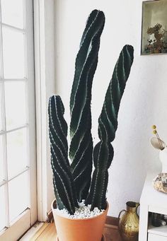 a large cactus in a pot sitting on a wooden floor next to a white door