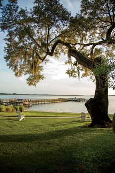 two park benches under a large tree near the water's edge with a dock in the background