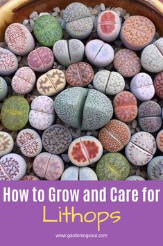 the words how to grow and care for lithops are in front of an image of