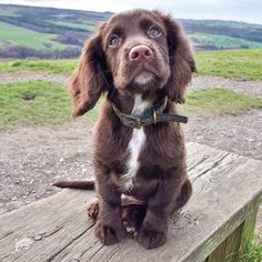 a brown and white dog sitting on top of a wooden bench next to a field