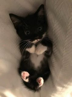 a small black and white kitten sitting on top of a bed with its paws in the air