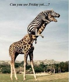 a giraffe standing next to a zebra on top of it's back