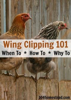 two chickens sitting on top of a wooden fence with the words wing clipping 101