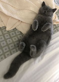 a gray cat laying on its back on top of a white bed with pillows and blankets