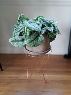 a potted plant sitting on top of a metal stand