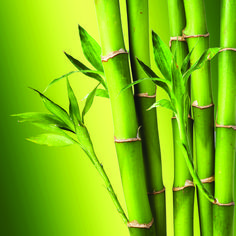 green bamboo stalks against a bright green background