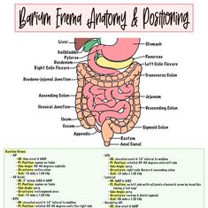 an image of the inside of a human body with labels on it and text below