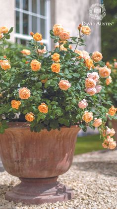 a potted plant with yellow and pink flowers in it sitting on gravel next to a building