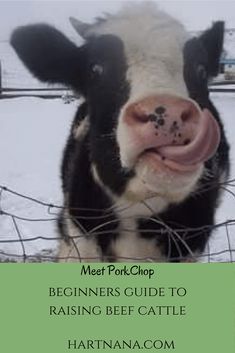 a black and white cow sticking its tongue out behind a fence with the words meet porkhop beginners guide to raising beef cattle