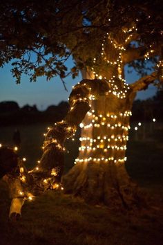 a tree that has some lights on it