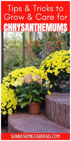 yellow flowers are growing on the steps in front of a house with text overlay that reads tips and tricks to grow & care for chrysanthemums