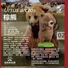 an advertisement with two bears in the water for ursus arcticos, written in chinese and english