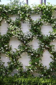 How To Use Trellis For Interior Design Jasmine Plant, Fence Landscaping, French Garden, White Gardens, Garden Trellis, Garden Fence, Back Garden, Front Garden