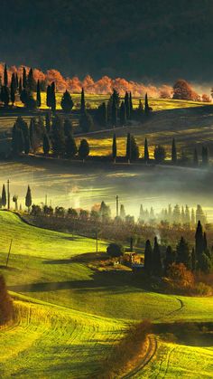 the rolling hills are covered with trees and fog