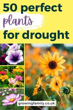 the cover of 50 perfect plants for drought