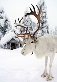 a white reindeer with large antlers standing in the snow next to a log cabin