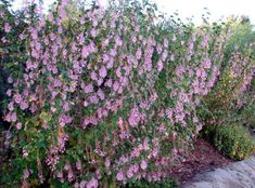 purple flowers are growing on the side of a road in front of some bushes and trees