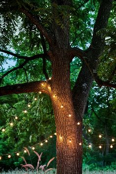 a bench under a tree with lights on it