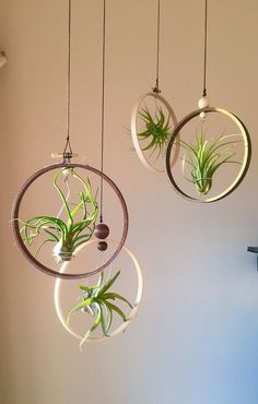 three hanging air plants in circular glass vases